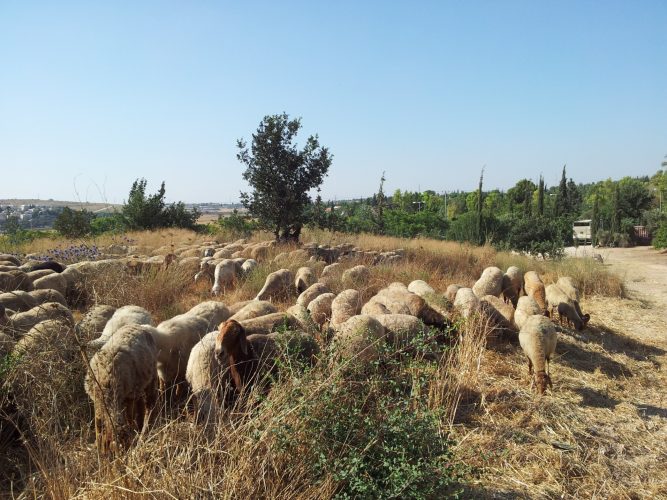 השיטה למניעת התפשטות שריפות בחודשי הקיץ במודיעין: עדר כבשים