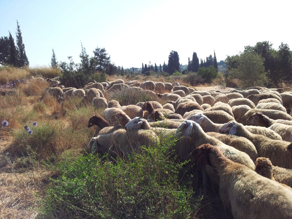 עדר הכבשים שיסייע במניעת התפשטות שריפות (צילום: דוברות עיריית מודיעין מכבים רעות)