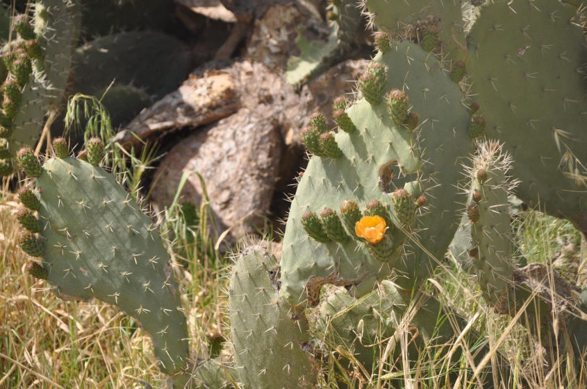 צבר בפריחה בגבעת התיתורה (צילום: טלי קדמי, החברה להגנת הטבע)