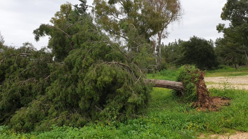 עצים קרסו בסערה (צילום: זוסיה פרקל)
