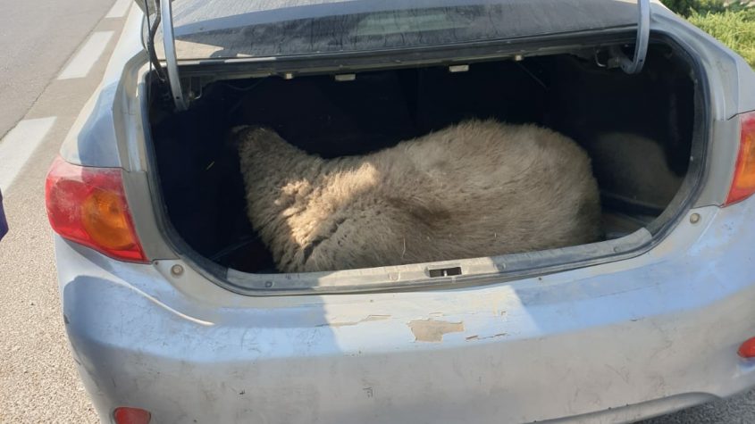 הכבשה שנמצאה ברכבו של הנהג (צילום: דוברות המשטרה)
